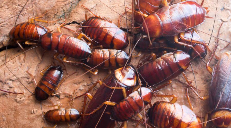 Professional Residential Pest Control services in Evanston